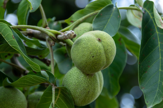 A lot of walnuts on the tree at sunset.