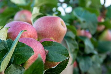 Frash red apples on apple tree branch