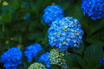 弘長寺のあじさい