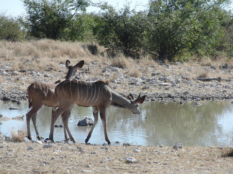 Tragelaphus Strepsiceros Strepsiceros