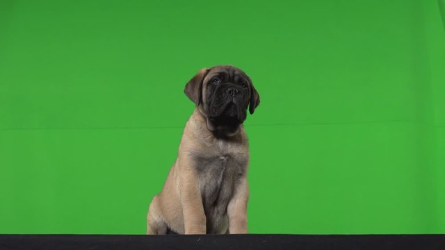 Dog pug green screen