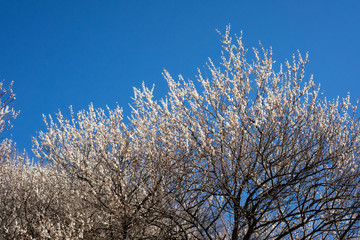青空に映える西渓園の梅