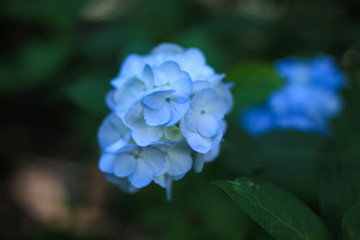 弘長寺のあじさい