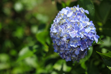 弘長寺のあじさい