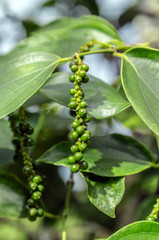 plant juicy fresh green leaves glow black pepper