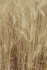 CHAMP DE BLE / CEREALE..