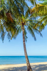 Fototapeta na wymiar Coconut palm trees perspective view blue sky