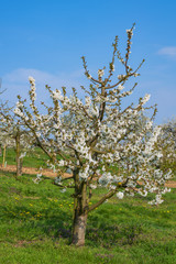 Fototapeta na wymiar Kirschblüte im Rheingau/Deutschland an einem sonnigen Frühlingstag
