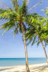 Naklejka na ściany i meble Sunny beach with palms sea.