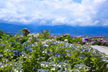 青空に映えるあじさい