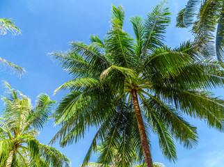 Fototapeta premium Coconut palm trees perspective view blue sky