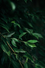 Dark green leaves background 