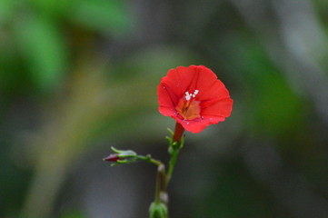 red poppy on green background