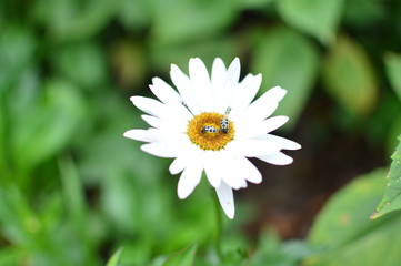 Fototapeta premium Insects on a flower