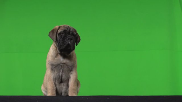 Dog pug green screen
