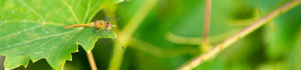 Libelle auf Weinblatt © Nélia Cruz