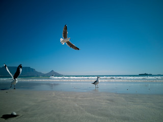 Cape Gulls (seagull) Flying over sea