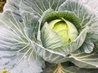 head of cabbage