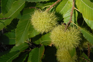 Bogue de chataignes verte