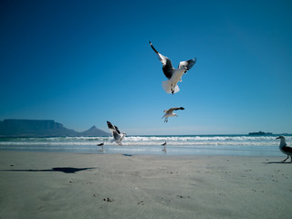 Cape Gulls (seagull) Flying over sea