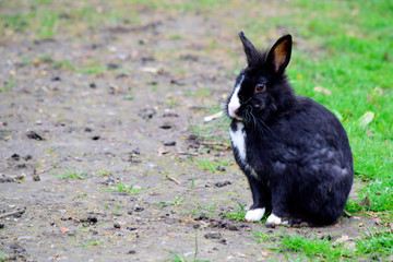 Beautiful of black rabbit sitting on the green grass in the field in sunshine day. Small bunny looking something on the meadow with nature background in good weather at the spring or summer season.