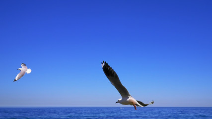 Cape Gulls (seagull) Flying over sea
