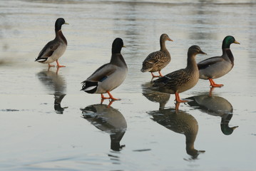  CANARDS SUR LE LAC GELER