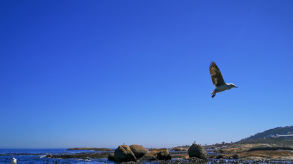 Cape Gulls (seagull) Flying over sea