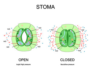 Opening and closing of stoma. Illustration of biology with title