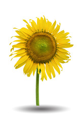Sun flower isolated on white background. This has clipping path.