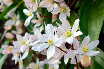 Beautiful of Clematis armandii (Apple blossom) pink spring flowers with green leaves and nature background in sunshine day and sun reflection ,good weather at spring or summer season.