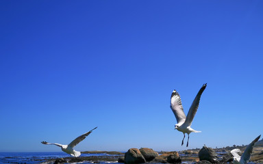 Cape Gulls (seagull) Flying over sea