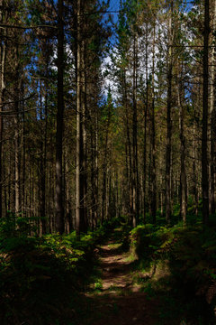 road in the deep forest © larrui