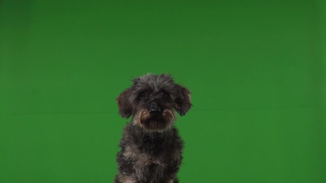 Dog terrier green screen