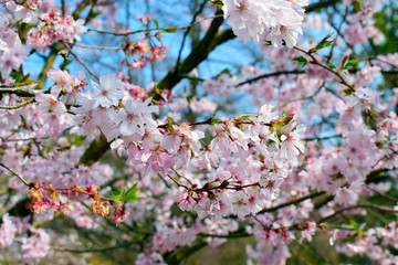 Beautiful of pink flowers cherry blossom or sakura blooming with blue sky background in the garden with green grass at spring or summer season.