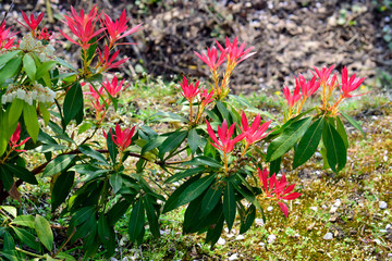 Closeup of beautiful red and green leaves of Photinia Fraseri Red Robin tropical plant with natural background use for your design or nature concept.nspiration.