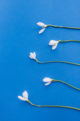 Snowdrop flowers on blue background. Spring minimal concept. Flat lay, copy space, top view.