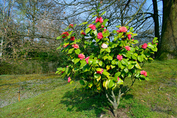 Soft focus of Camellia japonica 'Chandleri Elegans' flower with green leaves under sunlight and sun...