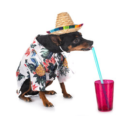 miniature pinscher in studio
