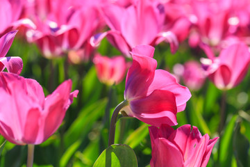 Obraz premium Closeup of pink tulips flowers with green leaves in the park outdoor.