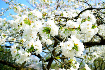 Beautiful of white flowers cherry blossom or sakura blooming with blue sky background in the garden at spring or summer season.