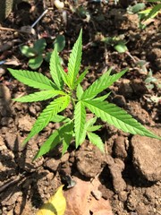 young plant in the garden