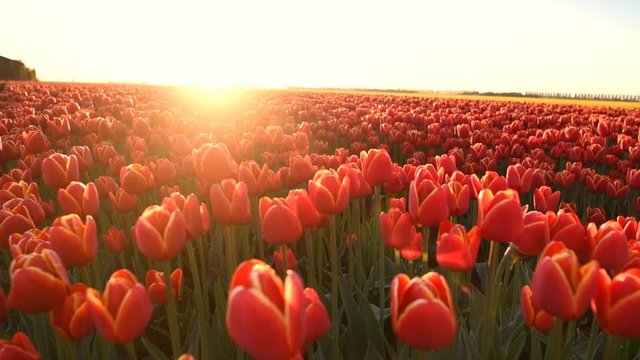 Red tulips growing in a field during springtime in Holland at the end of a beautiful spring day.