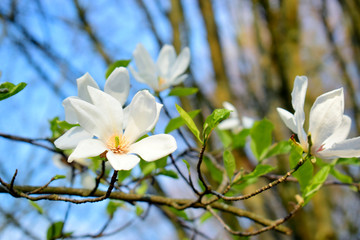 Magnolia flowers with green leaves in the park. Beautiful spring blossom under sunlight in the garden with blurred background at spring or summer season at Belgium country. Nature concept.