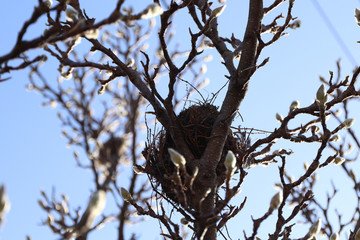 A nest for birds on a wisteria tree. In the background is a beautiful blue sky during a sunny day.