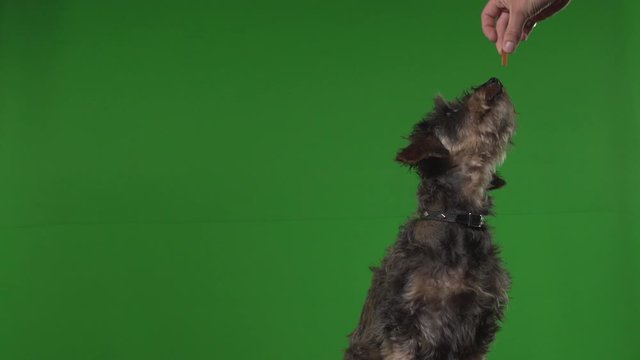 Dog terrier green screen