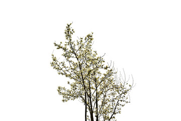 Magnolia flowers with green leaves in the park. Beautiful spring blossom under sunlight in the garden isolated on white background at spring or summer season. Nature concept.