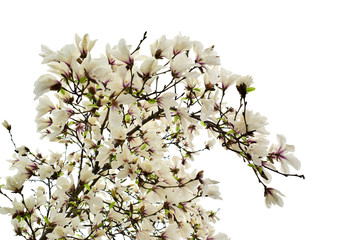 Magnolia flowers with green leaves in the park. Beautiful spring blossom under sunlight in the garden isolated on white background at spring or summer season. Nature concept.
