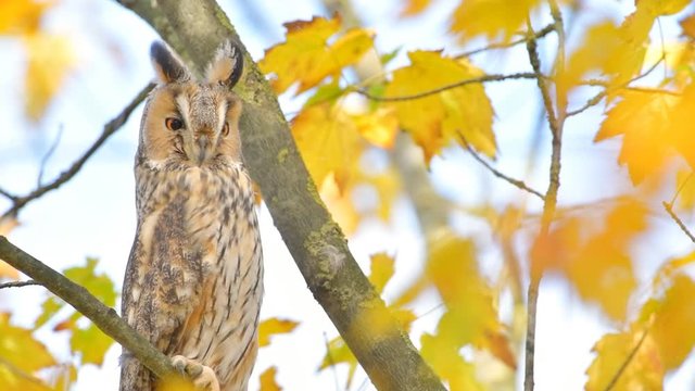 Long-eared owl (Asio otus) sitting high up in a tree with yellow colored leafs during a fall day.