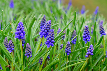 Beautiful of Muscari Armeniacum or Hyacionth blossom with green leaves in the nature garden, beautiful spring flower under sunlight and nature background at spring or summer season.